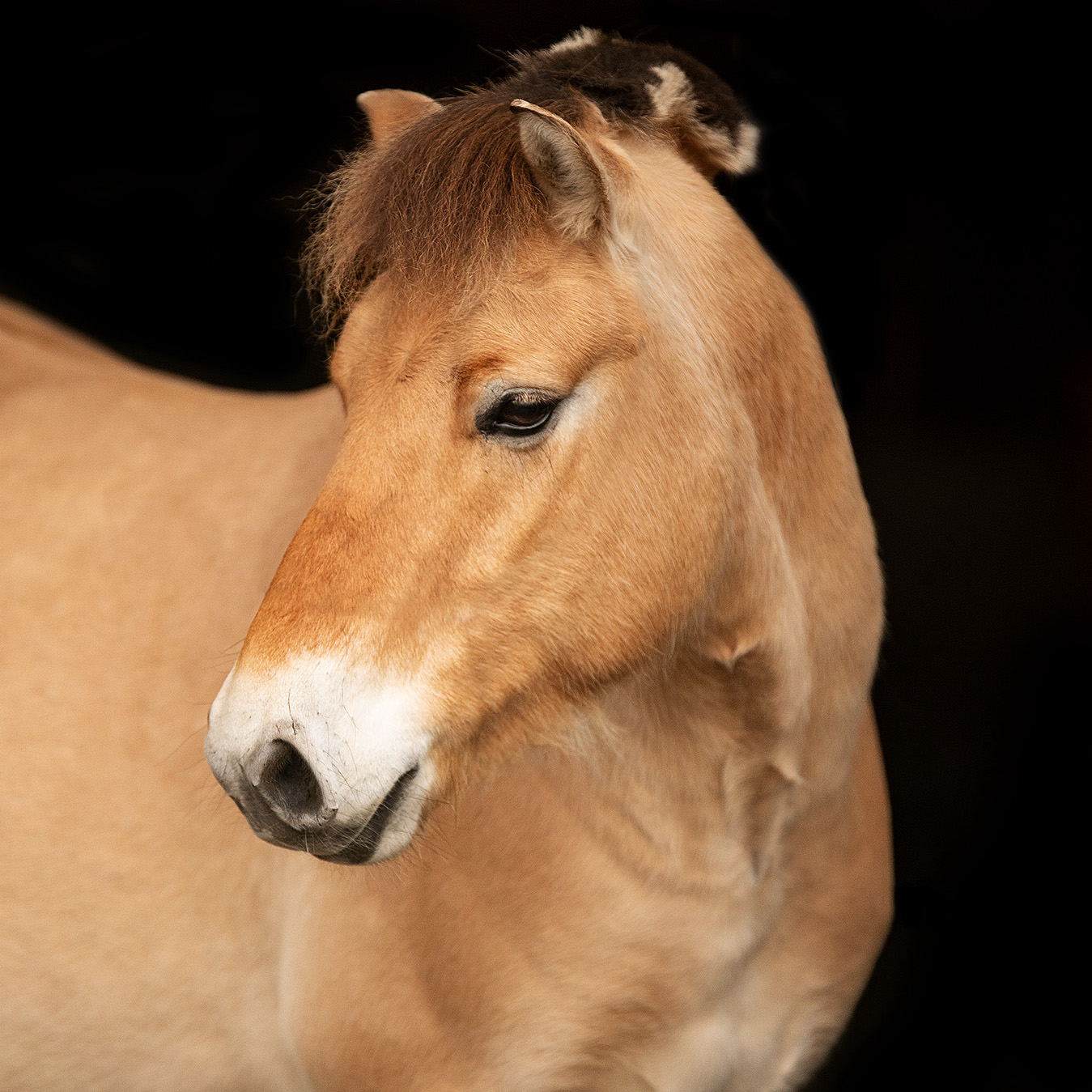 Reitschule-Klein-Ostfriesland-Schulpony-Schulpferd-Willi